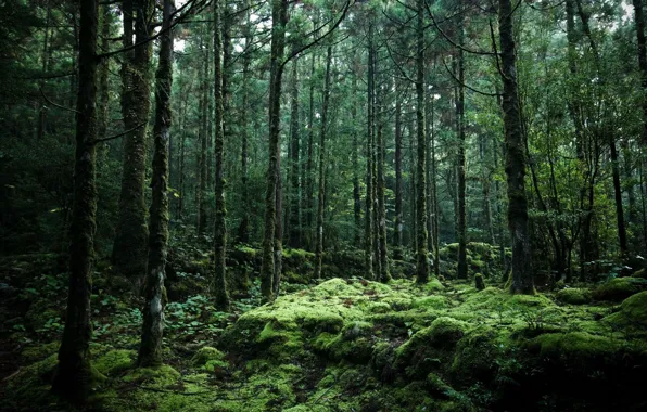 Picture forest, trees, nature, Japan, the Yakushima island