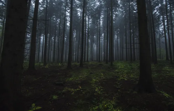 Forest, trees, nature, fog