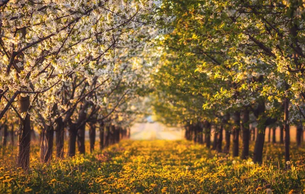 Grass, trees, landscape, flowers, nature, spring, dandelions, alley