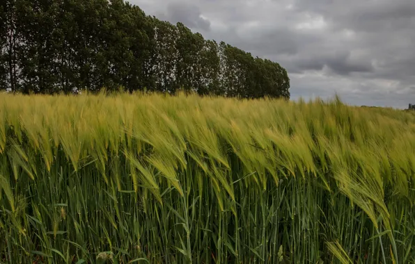 Barley Field Wheat Grain - Free photo on Pixabay - Pixabay