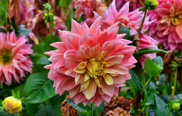 Flowers, garden, pink, flowerbed, dahlias
