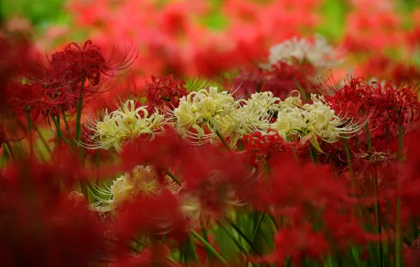 Picture flowers, blur, petals, garden, red, white, a lot, bokeh