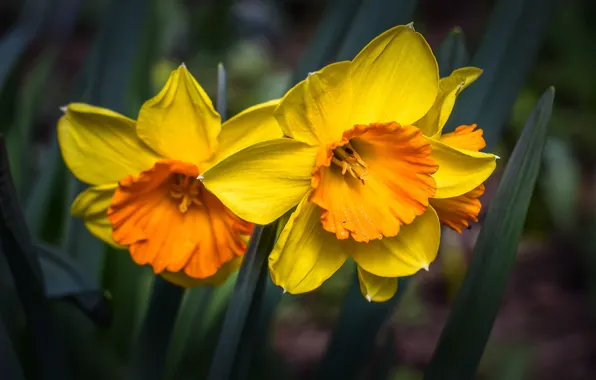 Leaves, macro, flowers, spring, yellow, Duo, flowerbed, daffodils