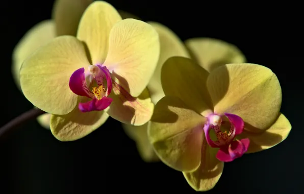 Macro, light, flowers, yellow, orchids, Duo