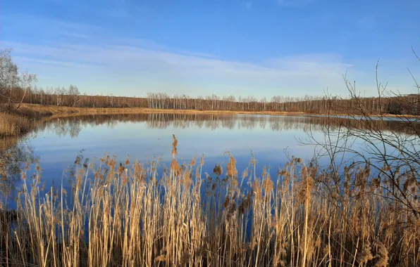 Forest, the sky, lake, spring, reed