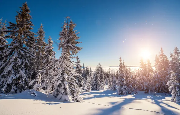 Cold, winter, forest, the sky, the sun, rays, snow, ate