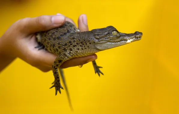 Picture yellow, hands, crocodile, small