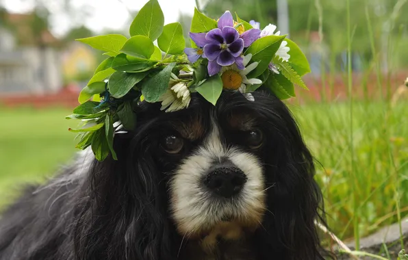 Picture each, dog, wreath, dog