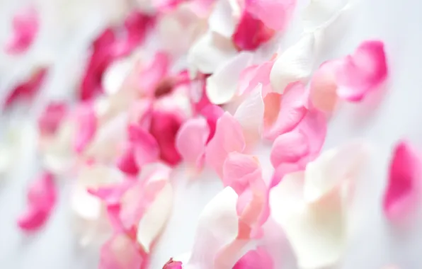 Picture white, macro, background, petals, pink