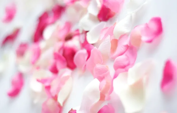 White, macro, background, pink, petals
