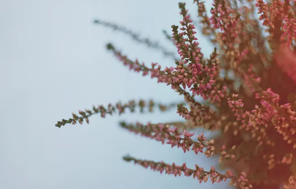 Flowers, branches, plant, buds