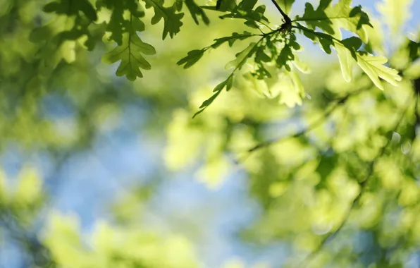 Picture leaves, sprig, blur, bokeh, oak