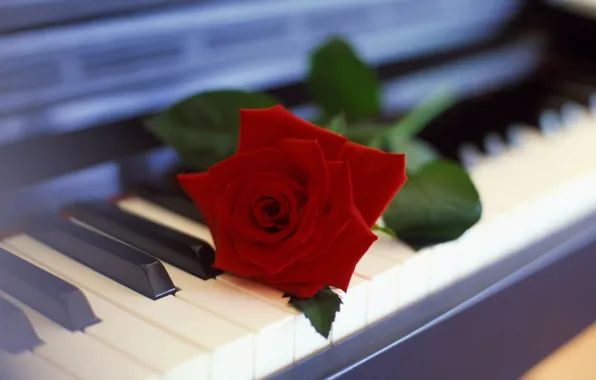 Picture flower, rose, piano