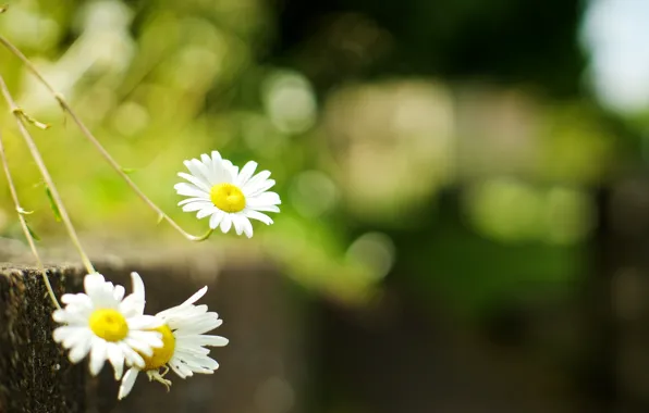 Picture greens, grass, flowers, background, Wallpaper, chamomile, blur, Daisy
