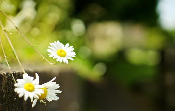 Greens, grass, flowers, background, Wallpaper, chamomile, blur, Daisy