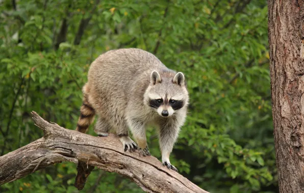 Picture look, trees, raccoon