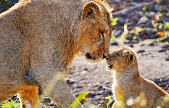 Leo, lion, nose to nose