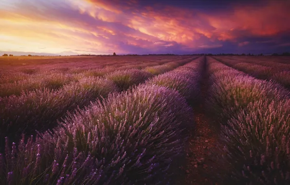 Field, the sky, clouds, landscape, sunset, flowers, nature, perspective