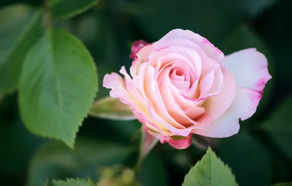 Leaves, macro, tenderness, roses, pink, buds