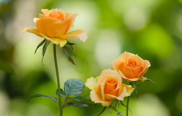 Background, roses, buds, bokeh