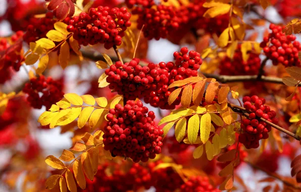 Autumn, leaves, branches, Rowan
