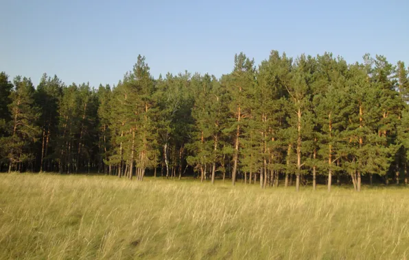 Forest, grass, yellow, pine