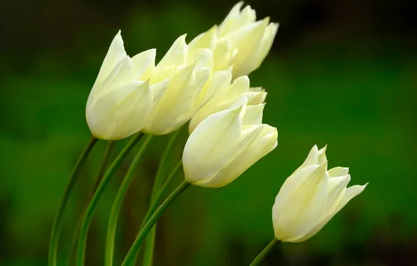 Picture background, tulips, white