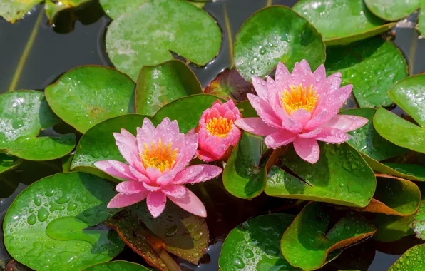 Leaves, drops, light, flowers, lake, pond, pink, water lilies