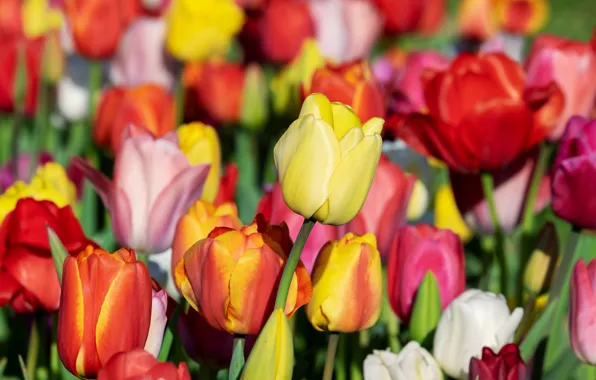 Picture field, flowers, yellow, red, bright, spring, tulips, buds