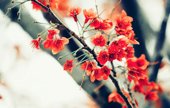 Flowers, branch, spring, red, light background, flowering, bokeh, blurred background