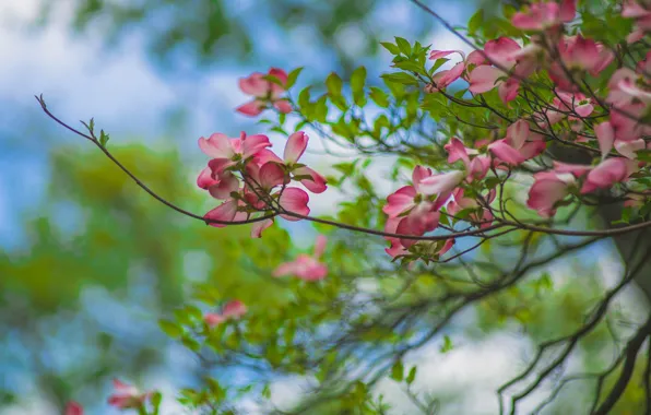 Flowers, branches, nature, spring, pink, flowering, green background, bokeh