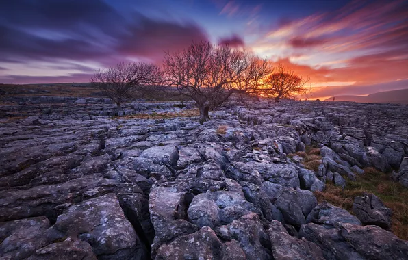 The sky, trees, stones