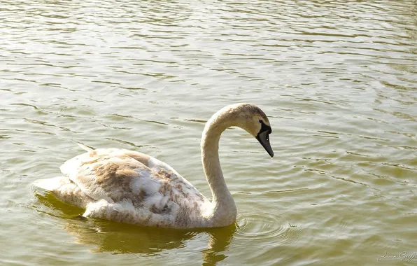 Picture white, water, bird, ruffle, grace, Swan, neck