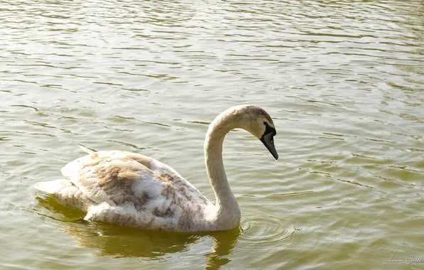 White, water, bird, ruffle, grace, Swan, neck