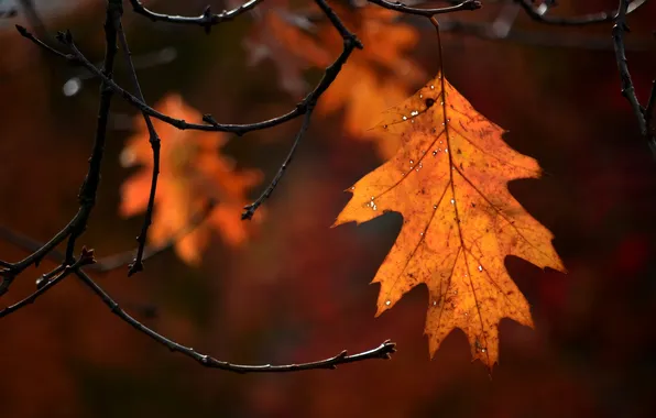 Autumn, nature, sheet