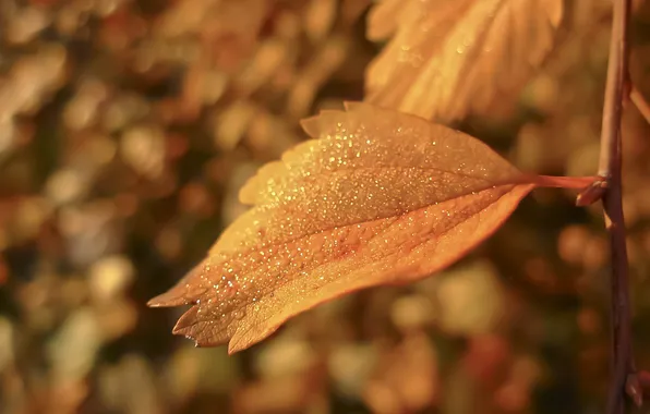 Autumn, leaves, water, drops, macro, yellow, nature, background
