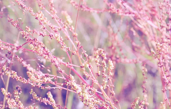 Macro, tenderness, pink