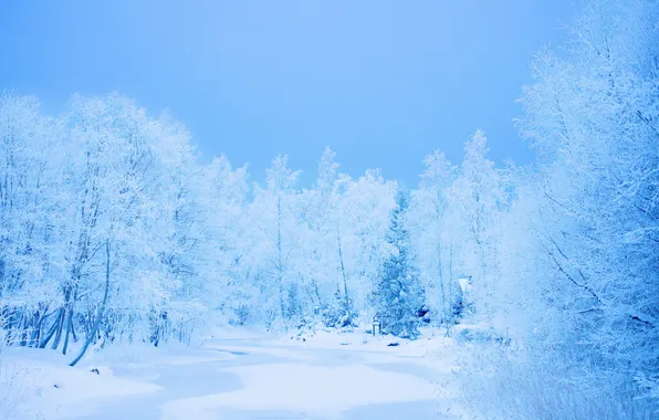 Winter, forest, snow, trees, frost
