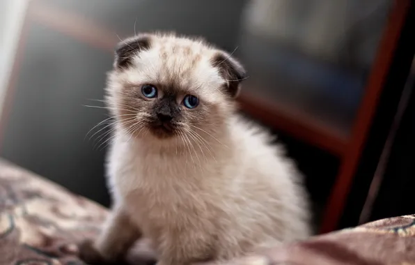 Kitten, Cute, ears, Cats, Scottish, Ragdoll, Lop-eared