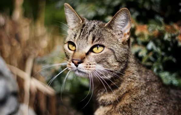 Cat, eyes, cat, mustache, look, nature, grey, background