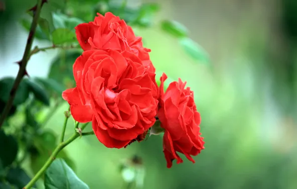 Flower, macro, rose, branch, three, red