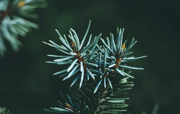Macro, needles, branch, green, needles, pine