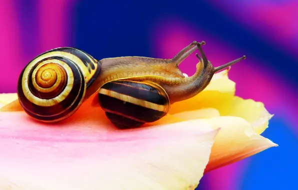 Picture macro, flowers, blue, pose, strip, background, two, snail