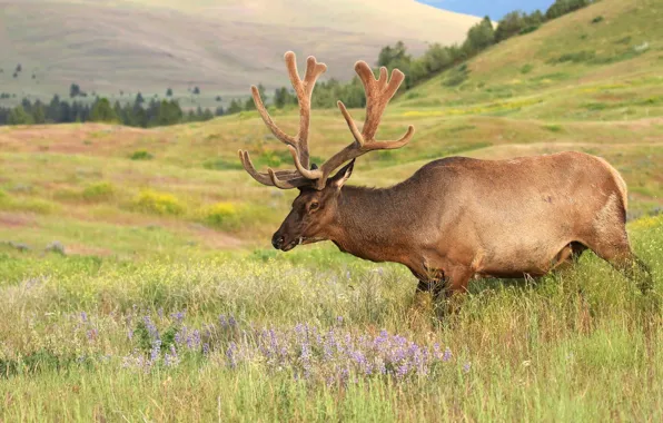 Forest, summer, flowers, mountains, nature, hills, deer, walk