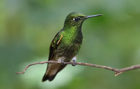 Picture bird, branch, Hummingbird