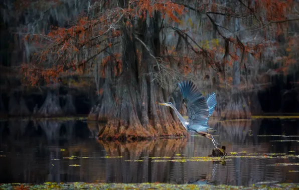 Bird, swamp, the rise, Heron, mangrove trees