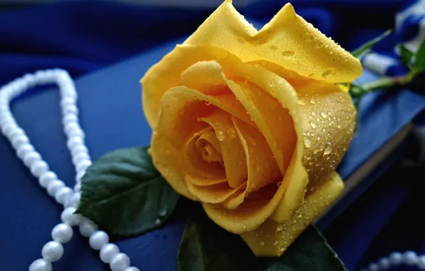 Yellow, rose, necklace, Bud