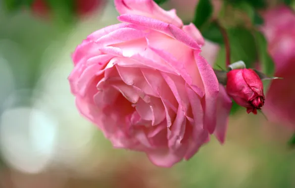 Flower, macro, flowers, pink, rose, roses, lush