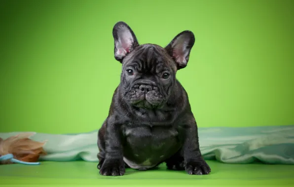 Background, puppy, fabric