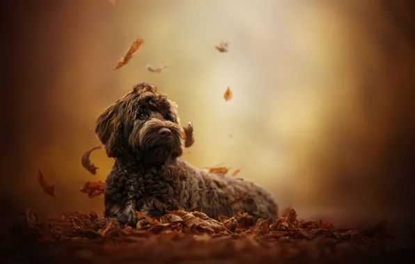 Picture autumn, leaves, dog, bokeh